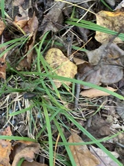 Carex pedunculata