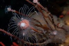 Tubulariidae