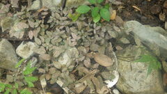 Hypoestes phyllostachya