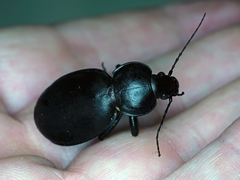 Carabus impressus