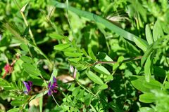 Vicia sativa