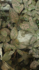 Hypoestes phyllostachya