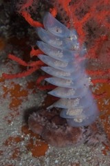 Zemiropsis papillaris