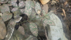 Hypoestes phyllostachya