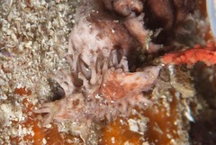Pentacta doliolum