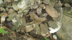 Hypoestes phyllostachya