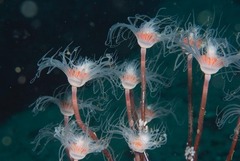 Tubulariidae