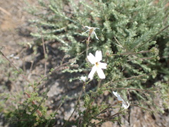 Jamesbrittenia tysonii