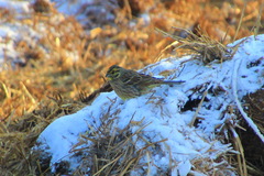 Emberiza citrinella × leucocephalos