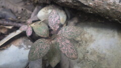 Hypoestes phyllostachya