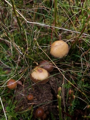 Psilocybe fimetaria