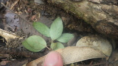 Hypoestes phyllostachya