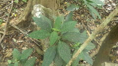 Hypoestes phyllostachya