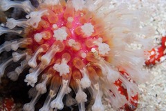 Alcyonium variabile
