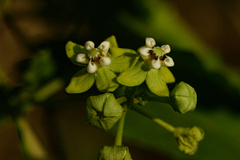 Pentarrhinum insipidum