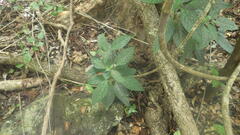 Hypoestes phyllostachya