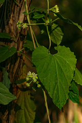 Pentarrhinum insipidum