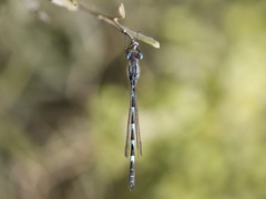 Austrolestes annulosus