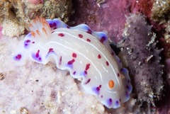 Hypselodoris capensis