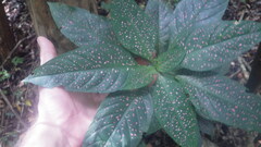 Hypoestes phyllostachya