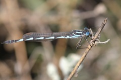 Austrolestes annulosus