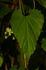 Pentarrhinum insipidum