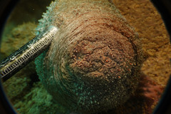 Holothuria fuscocinerea