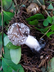 Amanita pantherina