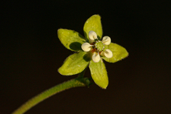Pentarrhinum insipidum