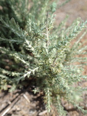 Jamesbrittenia tysonii