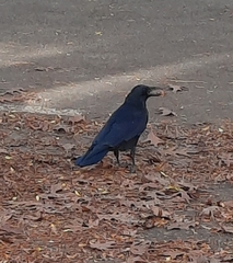 Corvus corone