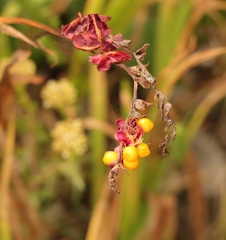 Chasmanthe aethiopica