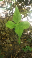 Kalanchoe maromokotrensis