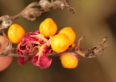 Chasmanthe aethiopica