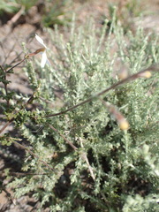Jamesbrittenia tysonii