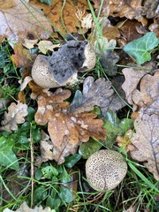 Scleroderma citrinum