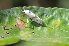 Philtronoma