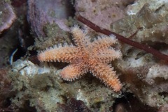 Allostichaster capensis