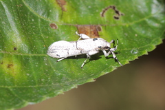 Philtronoma