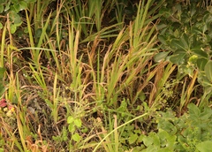 Chasmanthe aethiopica