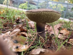 Xerocomellus chrysenteron