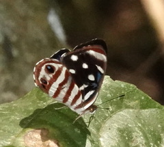 Dynamine gisella