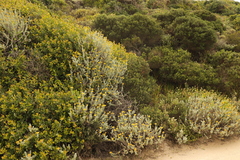 Helichrysum dasyanthum