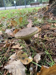 Xerocomellus chrysenteron