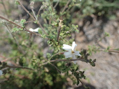 Jamesbrittenia tysonii
