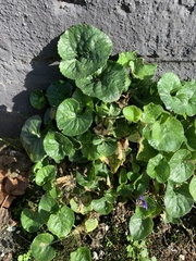 Viola odorata