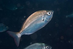 Pachymetopon blochii