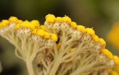 Helichrysum dasyanthum