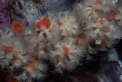 Parazoanthus capensis