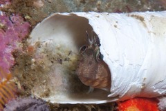 Chalaroderma ocellata